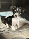 adoptable Dog in  named Iggy