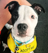 adoptable Dog in  named Dominio