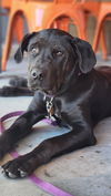 adoptable Dog in  named Gator