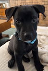 adoptable Dog in  named Cole