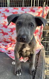 adoptable Dog in  named Colt