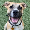 adoptable Dog in  named Sicily