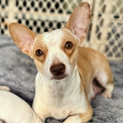 IVORY - Chihuahua / Terrier available for adoption