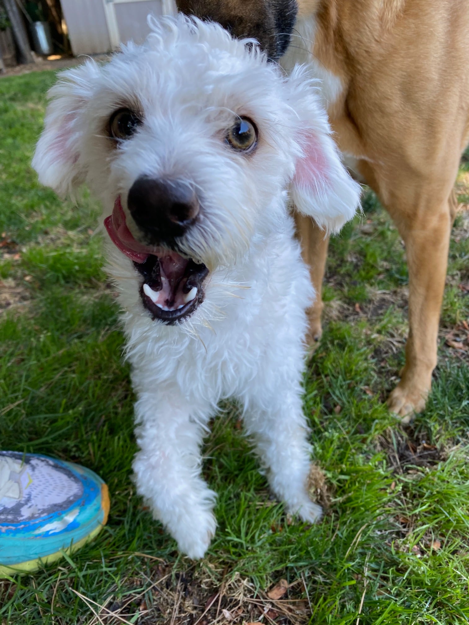 Toby Image
