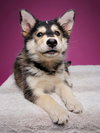 Boysenberry - Photo 1
