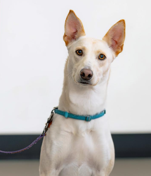MISTY - Labrador Retriever / Cattle Dog available for adoption
