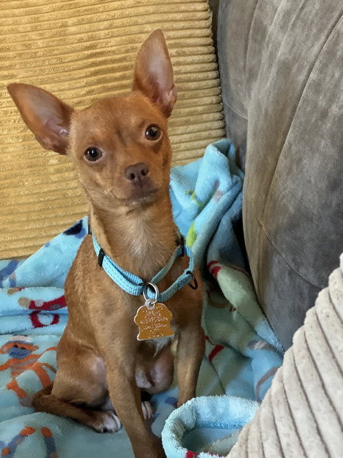 LIZZY - Chihuahua available for adoption