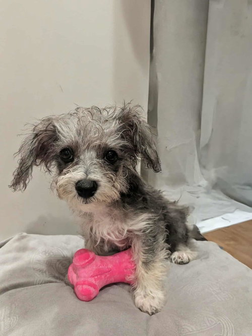 MODELO - Chihuahua / Poodle (unknown type) available for adoption
