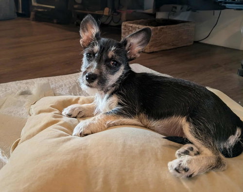 CORONA - Chihuahua / Poodle (unknown type) available for adoption