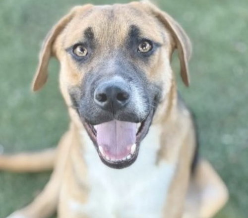 FISHER - Shepherd available for adoption