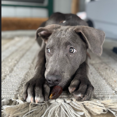 COLT - Pit Bull Terrier available for adoption