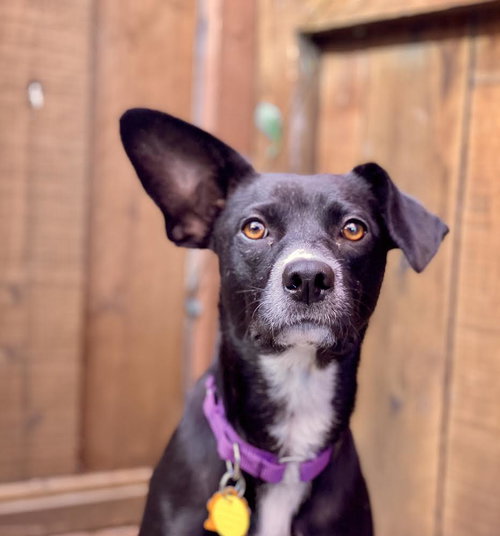 LULU - Terrier available for adoption