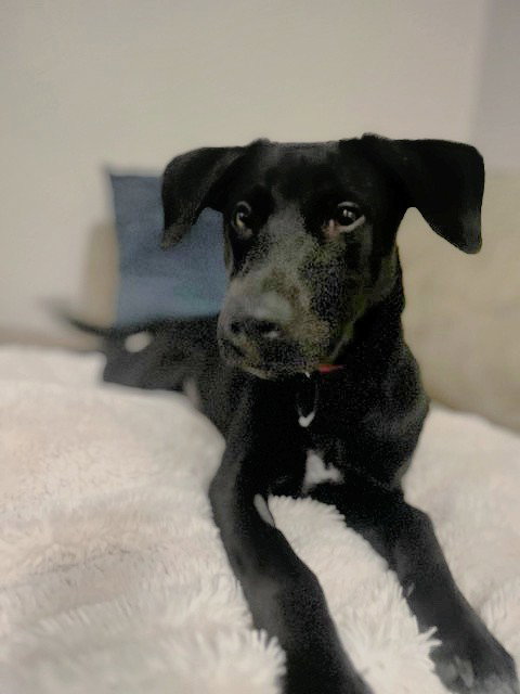 MAGGIE - Retriever available for adoption