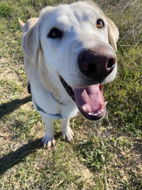 RYDER - Retriever available for adoption