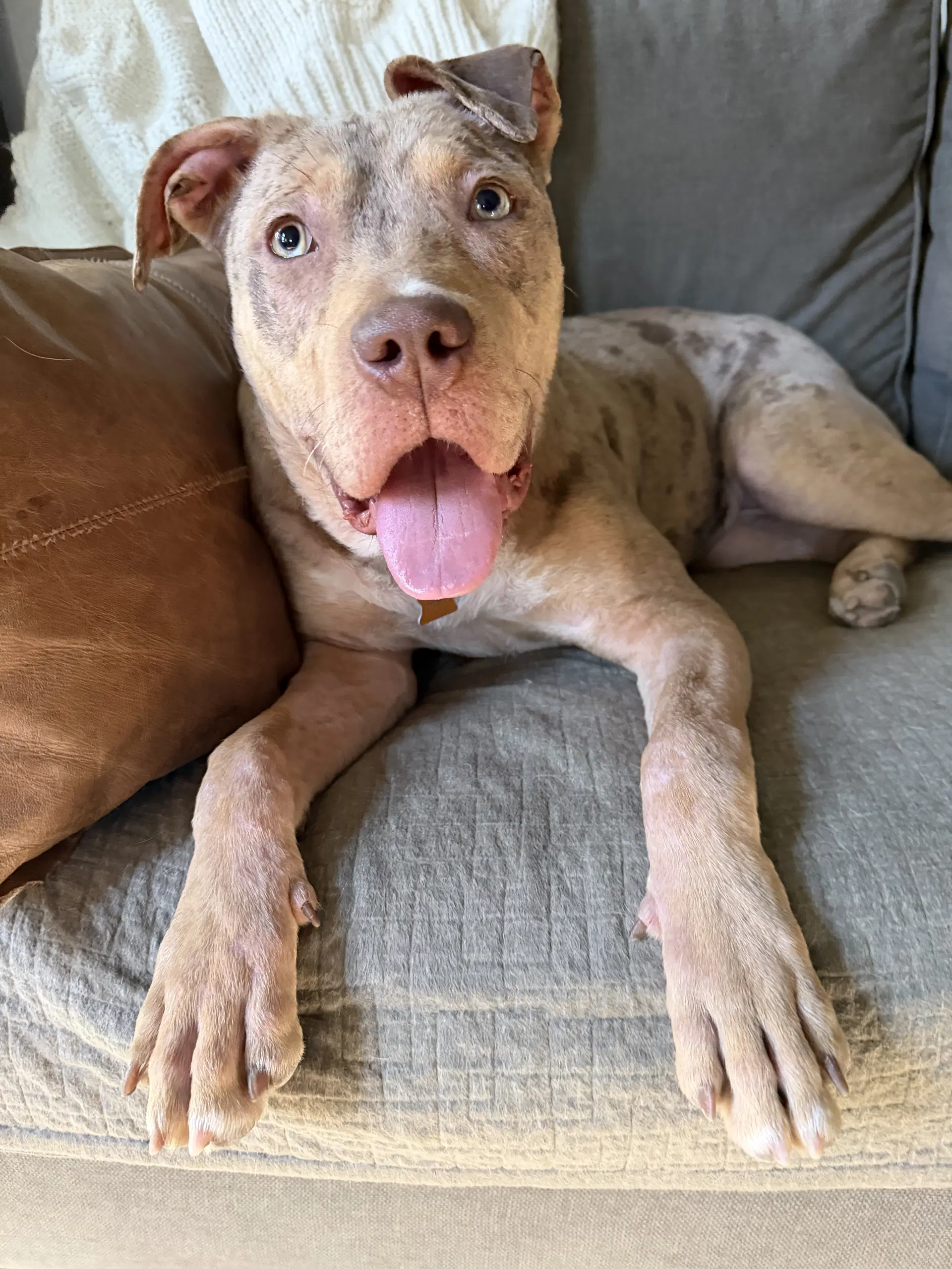 Hattie - Pit Bull Terrier