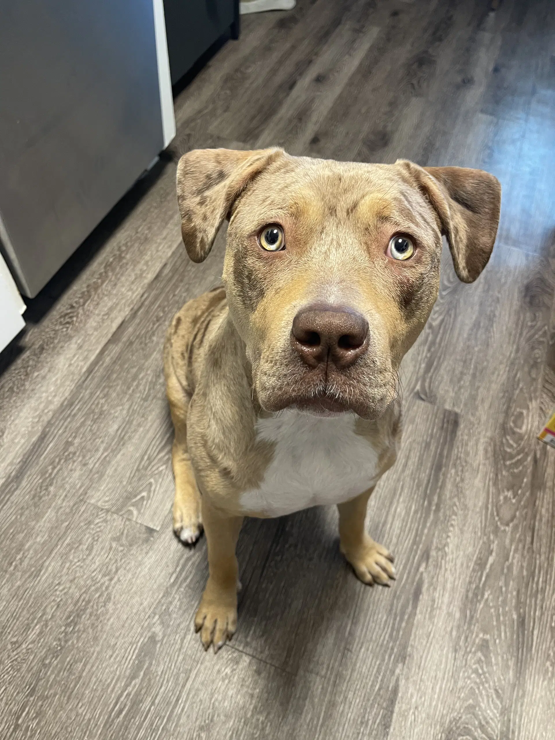 Hattie - Pit Bull Terrier