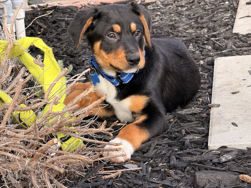 picture of the dog needing adoption