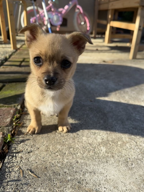 picture of the dog needing adoption