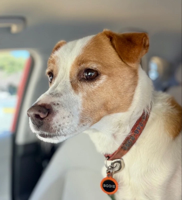 Bodi