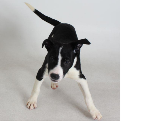 picture of the dog needing adoption