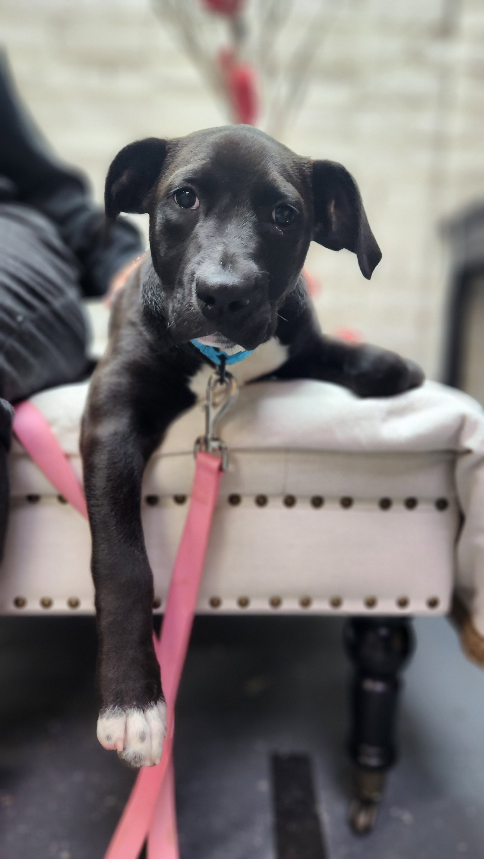 Pit Bull