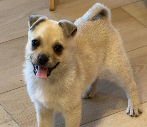 BONNIE - Chihuahua available for adoption
