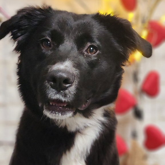 Border Collie
