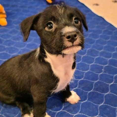 Chihuahua