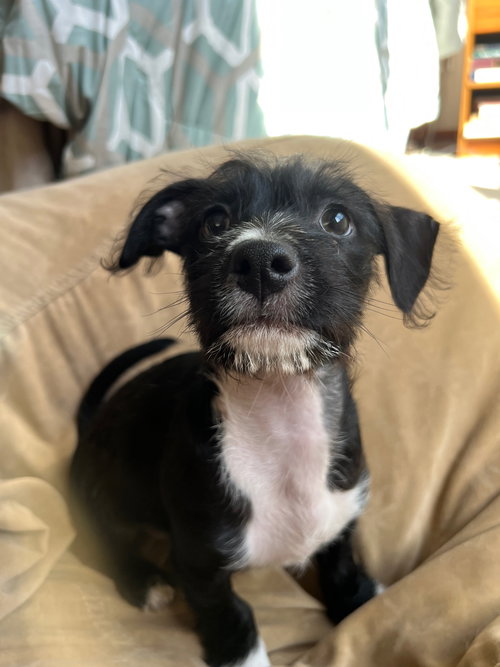 Waffle, an adoptable Chihuahua in Sunnyvale, CA