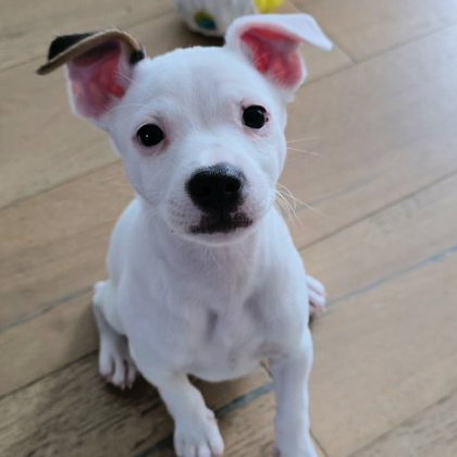 picture of the dog needing adoption