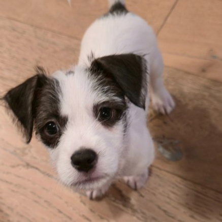 picture of the dog needing adoption