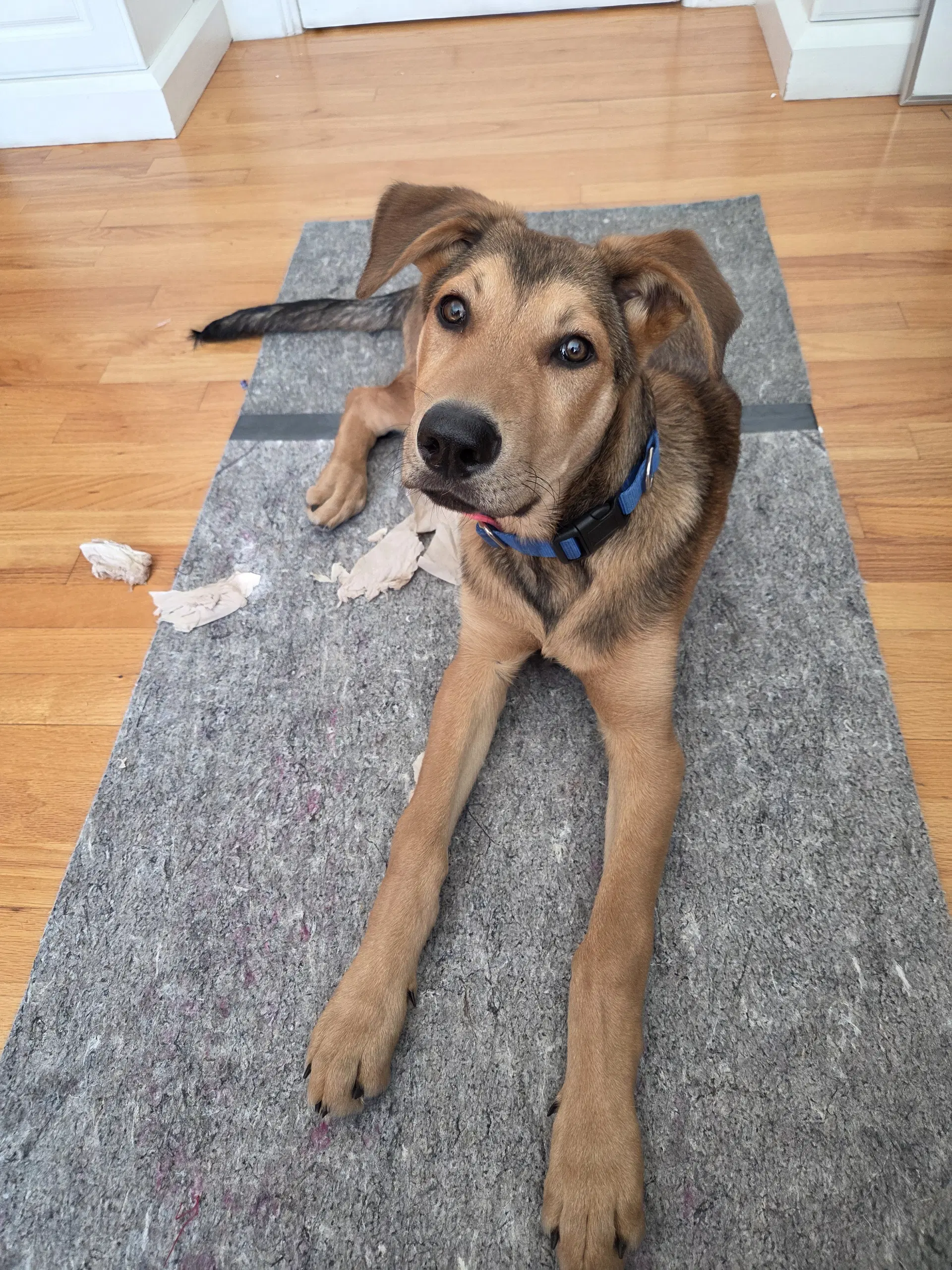 Biggie - Shepherd