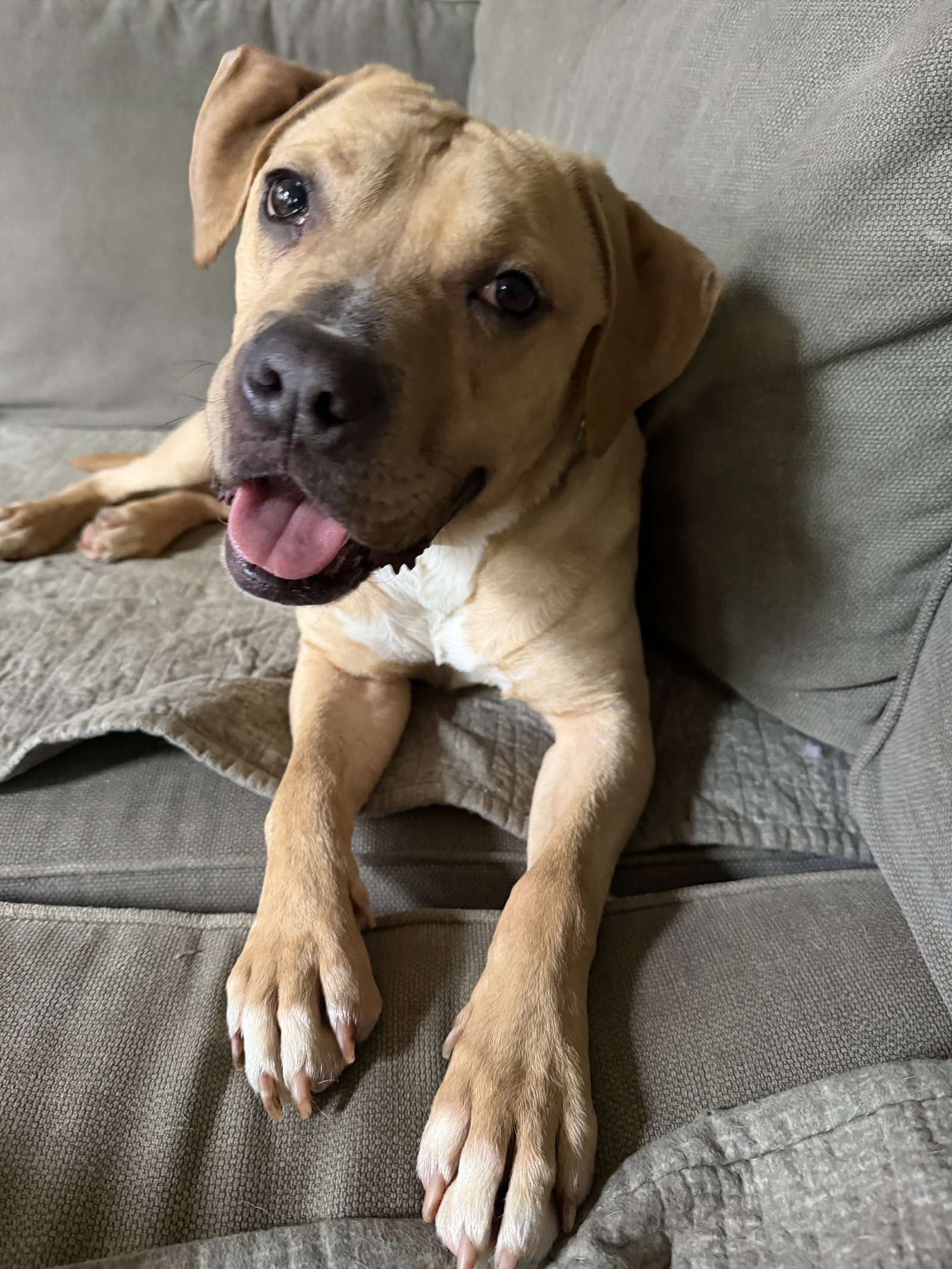 Pit Bull