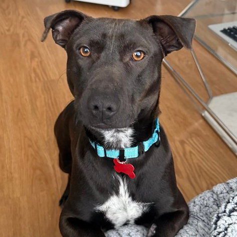 Pit Bull