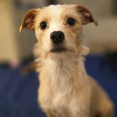 Terrier