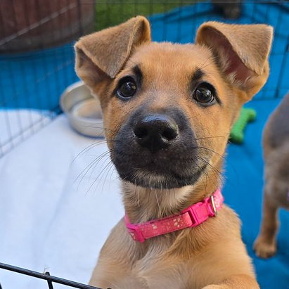 PARMESAN - Border Collie / Shepherd available for adoption