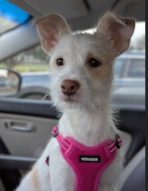 Luna, an adoptable Terrier in Sunnyvale, CA