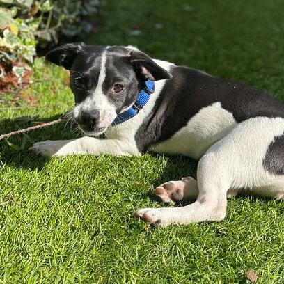 Moo, an adoptable French Bulldog in Sunnyvale, CA