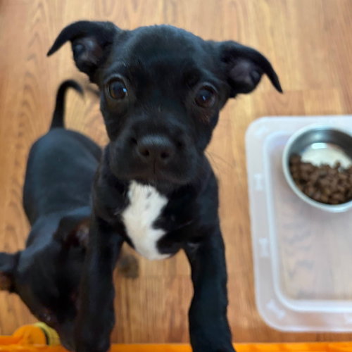 Bacon, an adoptable Chihuahua in Sunnyvale, CA