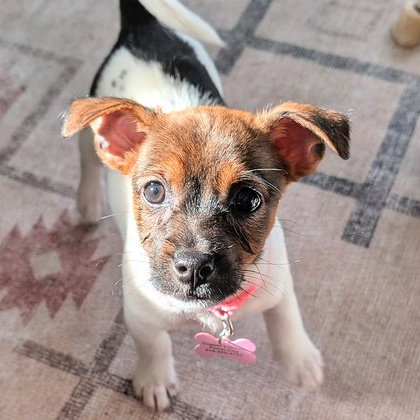 Dottie Image