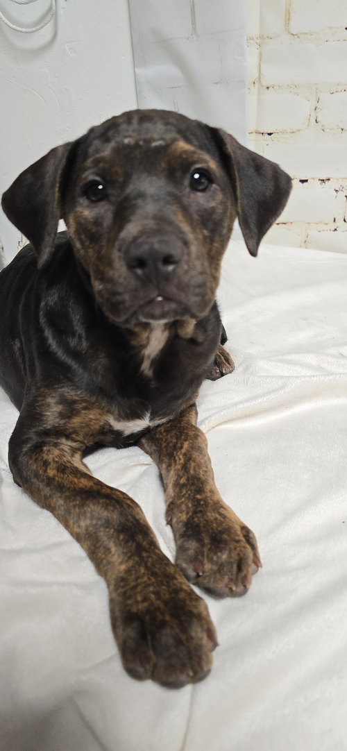 Flora, an adoptable Pit Bull Terrier in Sunnyvale, CA