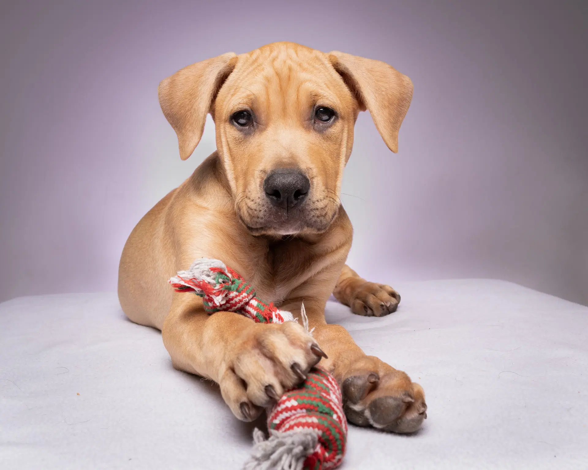 Cooper - Pit Bull Terrier