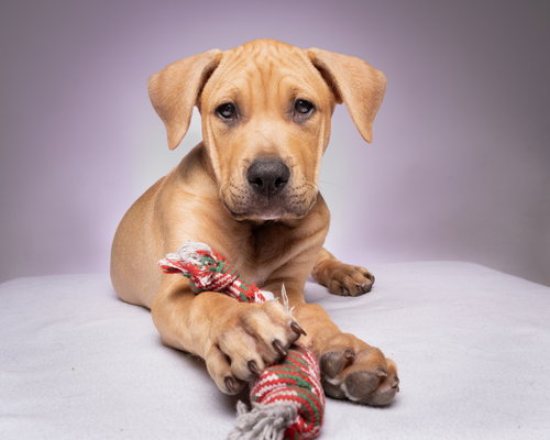 Cooper, an adoptable Pit Bull Terrier in Sunnyvale, CA