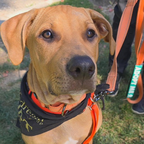 Cooper, an adoptable Pit Bull Terrier in Sunnyvale, CA