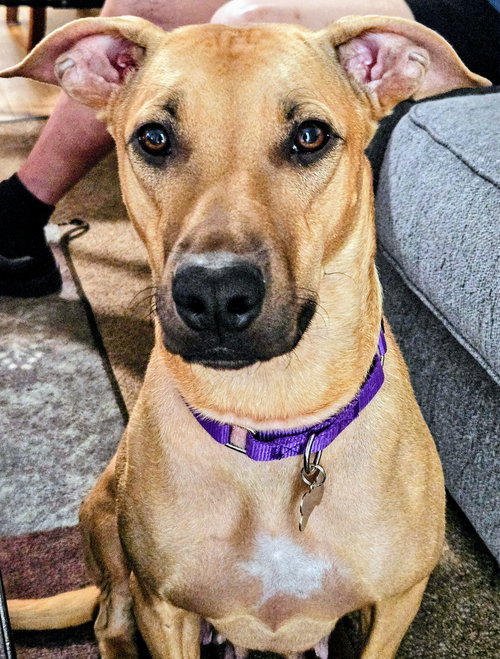 Honey, an adoptable Pit Bull Terrier in Sunnyvale, CA