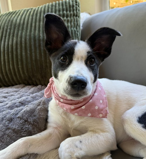 Mae, an adoptable Cattle Dog in Sunnyvale, CA