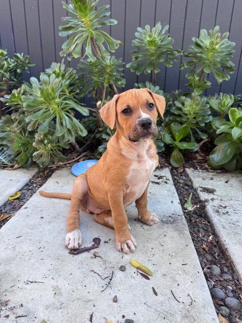 Sawyer, an adoptable Pit Bull Terrier in Sunnyvale, CA