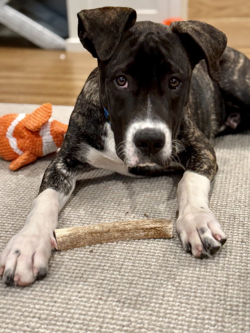 Jesse, an adoptable Hound in Sunnyvale, CA