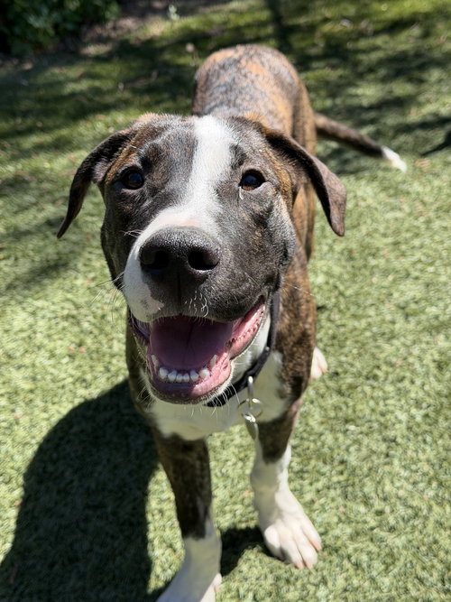 JOey, an adoptable Hound in Sunnyvale, CA