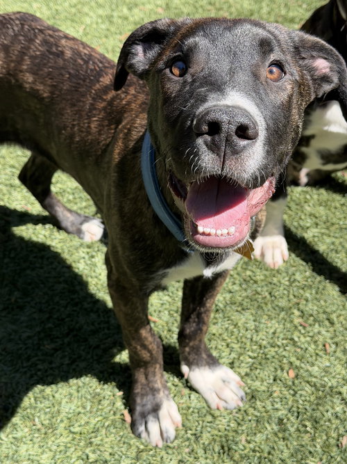 Danny, an adoptable Hound in Sunnyvale, CA